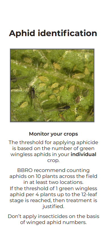 Aphids | BBRO