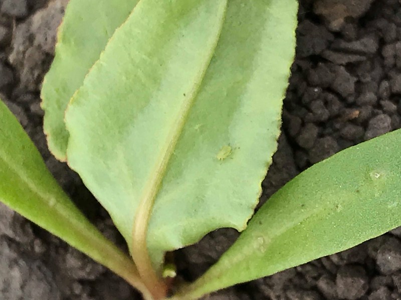 Aphid on Beet leaf
