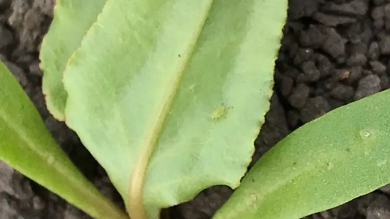 Aphid on Beet leaf